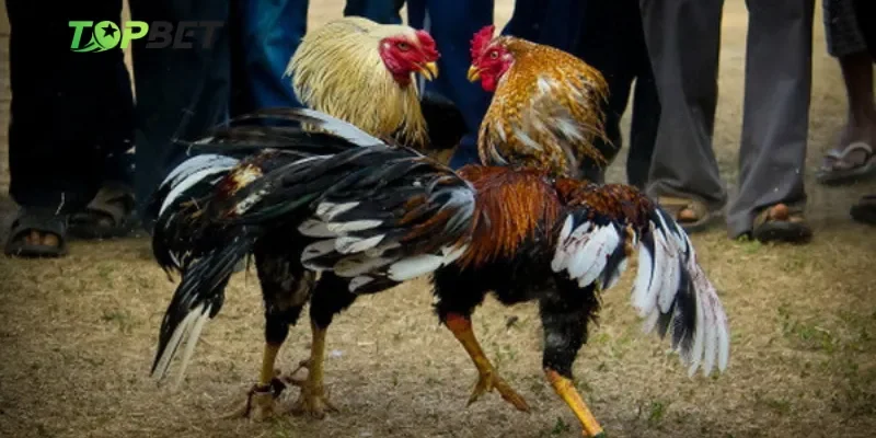 Điểm qua các hình thức đá gà Topbet phổ biến